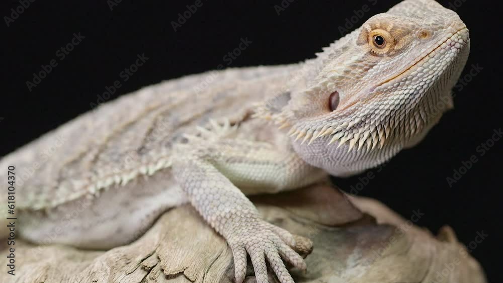 Sticker close-up view of a central bearded dragon on a wooden piece