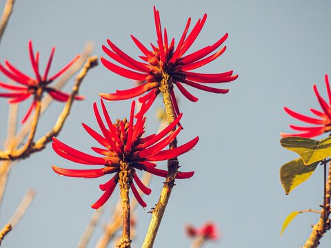 Closeup shot of vibrant red buds of a coral tree. Erythrina speciosa.