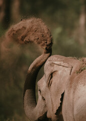Asian elephants differ from African elephants in several ways. They are not quite as big as their African cousins, and have proportionally smaller ears. 