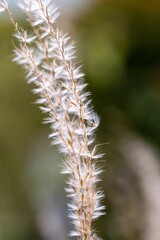 Closeup shot of a small patch of white grass in front of a soft, blurred green background.