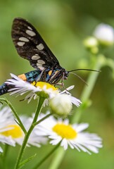 Nine-spotted moth in the natural park