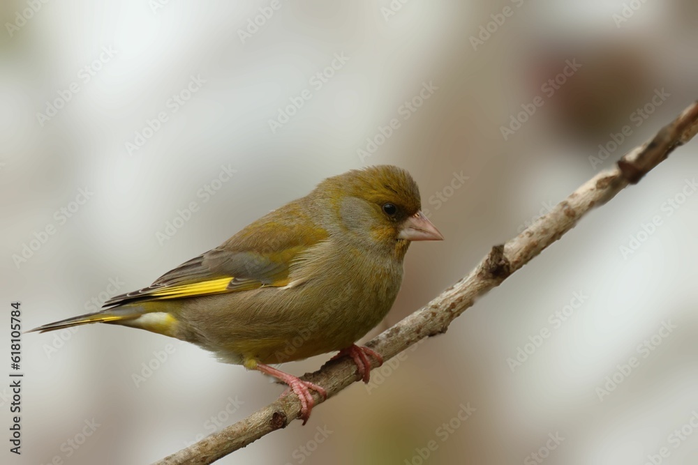 Sticker Closeup of a greenfinch perched on a tree branch.