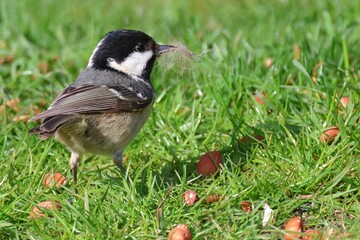 Coal tit collecting nesting material in beak.