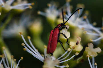 A Macro Exploration of an Insect