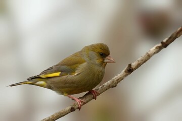 Closeup of a greenfinch perched on a tree branch.