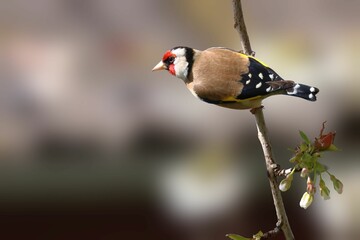 Closeup shot of a European goldfinch perched on a branch. Carduelis carduelis.
