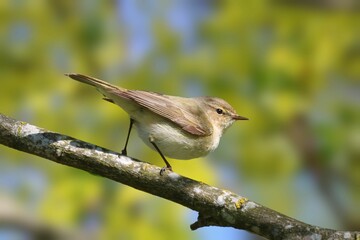 Chiffchaff perched on a branch. Phylloscopus collybita.