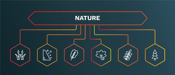 set of nature white thin line icons. nature outline icons with infographic template. linear icons such as falling debris, oak leaf, grape leaf, american mountain ash, spruce vector.