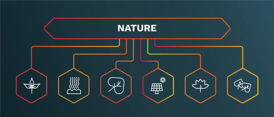 set of nature white thin line icons. nature outline icons with infographic template. linear icons such as fasciculate, cordate, solar, liquidambar leaf, cercis leaf vector.