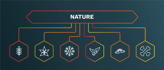 set of nature white thin line icons. nature outline icons with infographic template. linear icons such as chestnut leaf, big snowflake, bilberry leaf, rainbow behind a cloud, death vector.