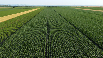 green corn and soya bean fields seen by drone