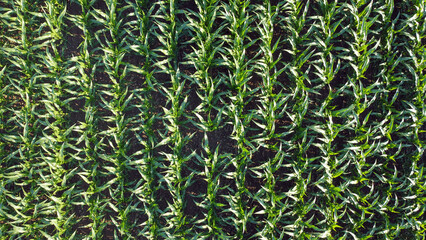 green corn and soya bean fields seen by drone