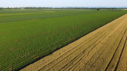 ripe wheat field and green corn and soya bean fields seen by drone