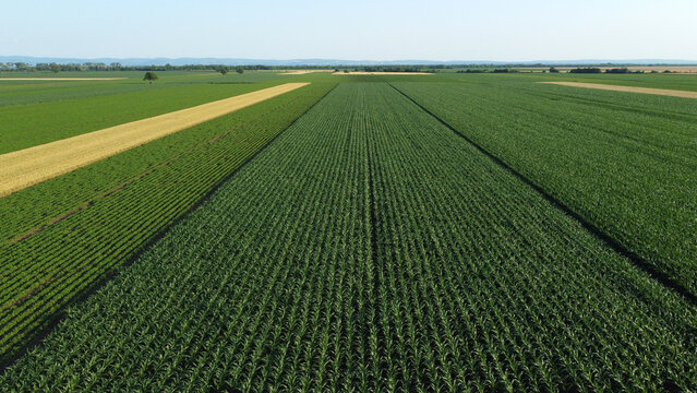 green corn and soya bean fields seen by drone
