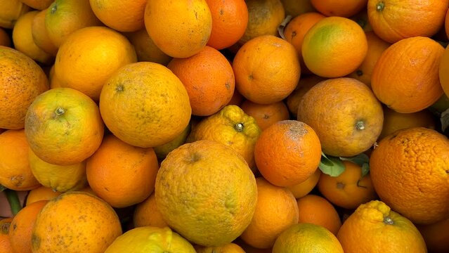 Orange Mandarin close up. Orange fruit farm field. Vibrant orange citrus fruits in garden. Mandarin farm plantation cultivated in Mediterranean. Harvest season in Spain. Orange Tangerine plant