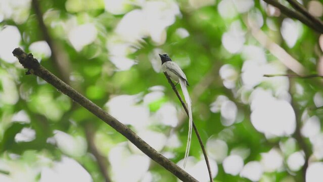 Asian Paradise Flycatcher  birds on branch.