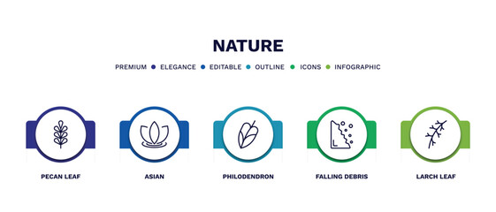 set of nature thin line icons. nature outline icons with infographic template. linear icons such as pecan leaf, asian, philodendron, falling debris, larch leaf vector.
