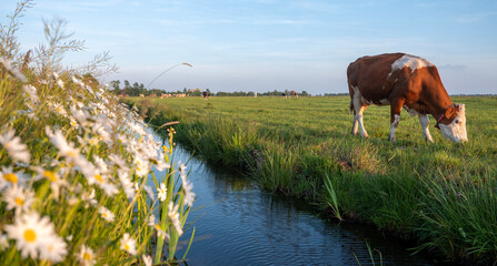 spotted cows in evening sun near amsterdam under blue sky reflected in water of ditch - 618108567