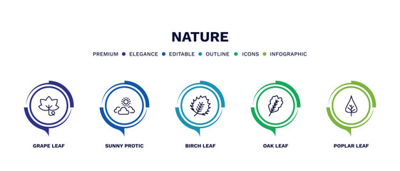 set of nature thin line icons. nature outline icons with infographic template. linear icons such as grape leaf, sunny protic, birch leaf, oak leaf, poplar vector.