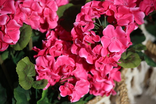 Flores