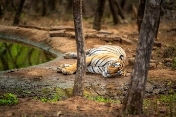 wild female bengal tiger T124 or riddhi closeup with eye contact resting near waterhole after...