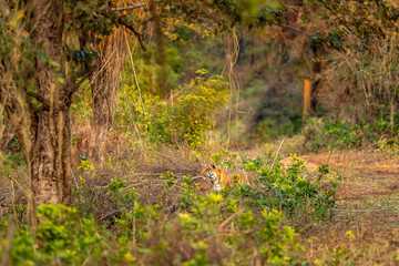 wild male bengal tiger or panthera tigris stalking his prey camouflage or blend in grass vegetaion...
