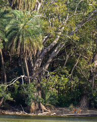 wild female bengal tiger or panthera tigris resting far in shade of beautiful palm and banyan tree shade near lake water in safari at ranthambore national park forest tiger reserve rajasthan india