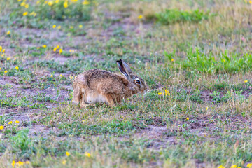 Hase, Feldhase auf einer Wiese bei Zingst an der Ostsee.