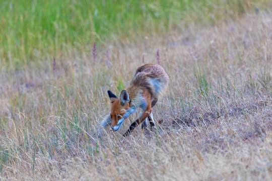 Strandfuchs Paula auf einem Deich in Zingst an der Ostsee.