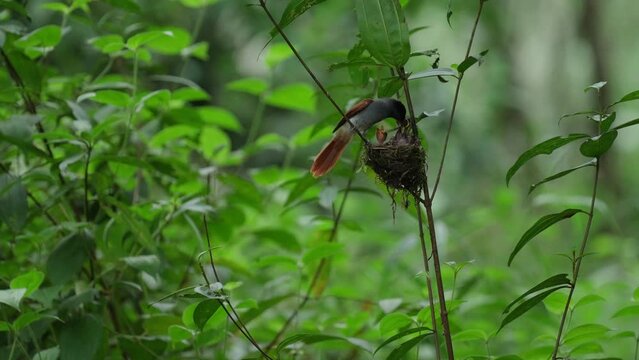 Asian Paradise Flycatcher birds feed their young in the nest.