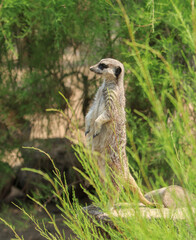 African Meerkat standing on hind legs on lookout duty. There is always a meerkat on duty to warn others of danger