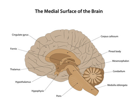 The Medial Surface of the Brain. Labelled diagram.