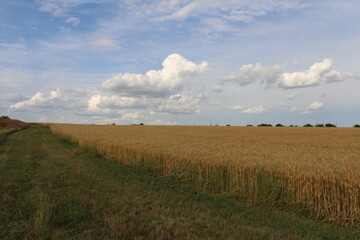 A field of grass