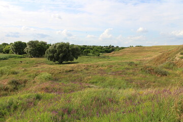 A grassy field with trees in the background