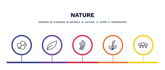 set of nature thin line icons. nature outline icons with infographic template. linear icons such as chemical structure, orange leaf, black willow, natural energy, woods vector.
