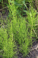 Obraz premium A close up of a plant