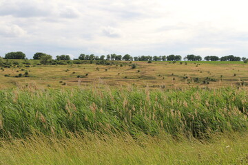 A field with grass and trees in the background with Midewin National Tallgrass Prairie in the background