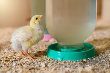 Adorable Chick Quenching Thirst from Poultry Drinker