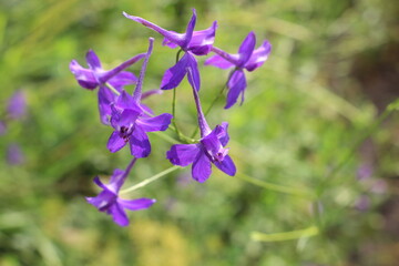 Purple flowers on a plant