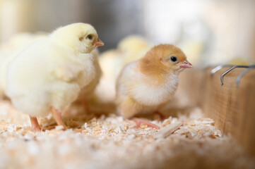 Curious Chick Looking at Chick Feeder