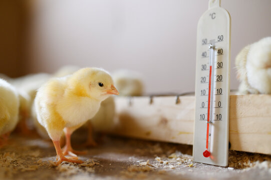 Curious Yellow Chick by the Chicken Feeder with Thermometer