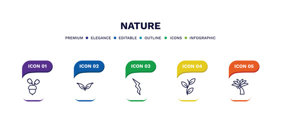 set of nature thin line icons. nature outline icons with infographic template. linear icons such as nut leaf, cuspicate, element, perfoliate, coconut tree standing vector.