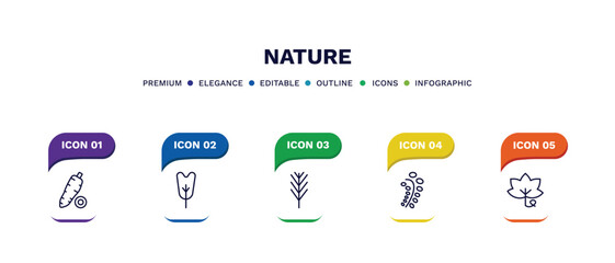 set of nature thin line icons. nature outline icons with infographic template. linear icons such as yucca, obcordate, pine leaf, black willow, grape leaf vector.