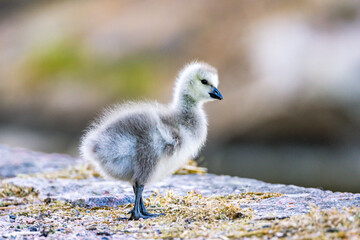 baby duck 