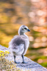 duck goosling