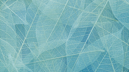 leaf background