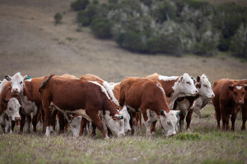 Fototapeta na wymiar Hereford cattle ranch in south patagonia argentina
