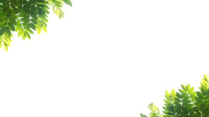 green leaves frame