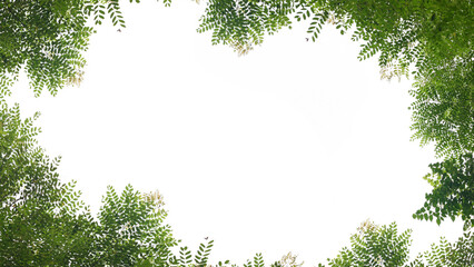 frame of green grass