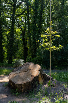 Gef&auml;llter Baum mit Jungbaum Setzling.